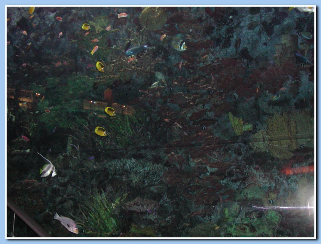 Burj Al Arab Aquarium