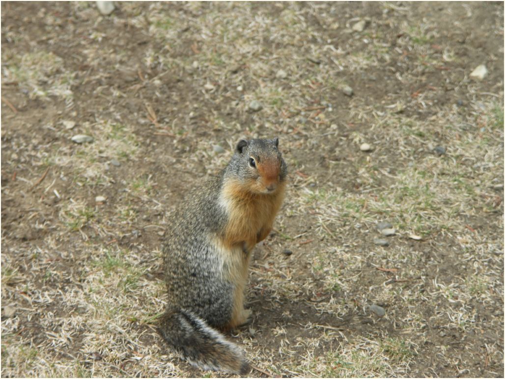 banff squirrel