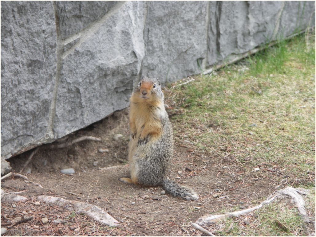 banff squirrel