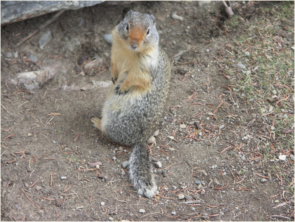 banff squirrel