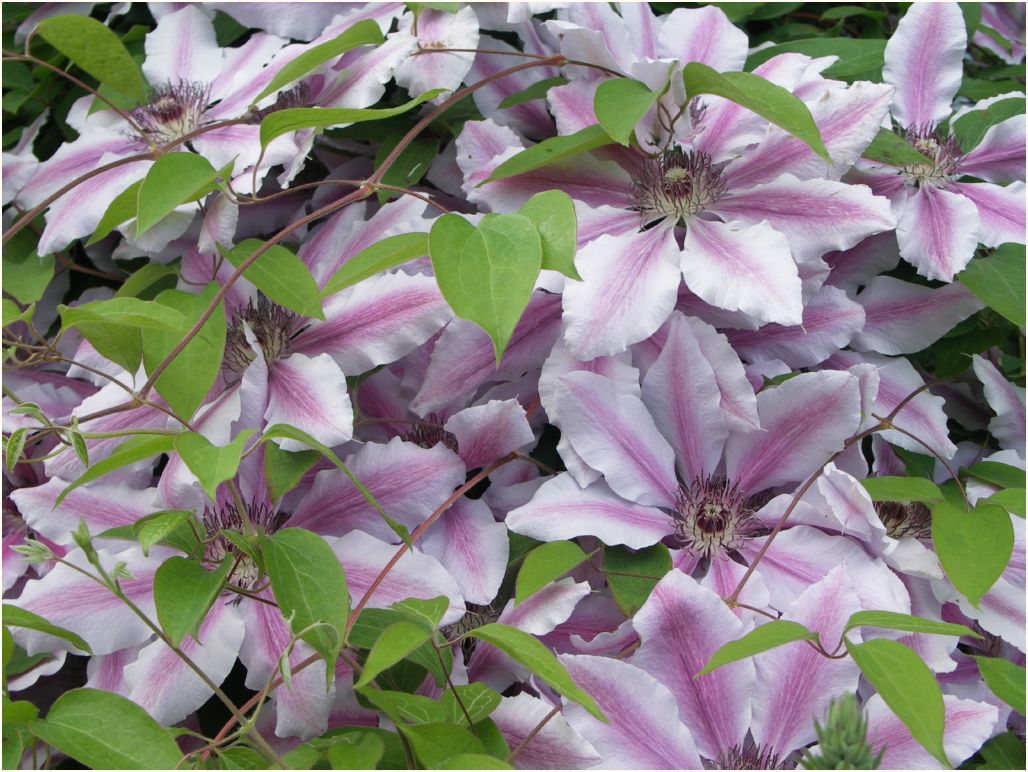 alaska flowers