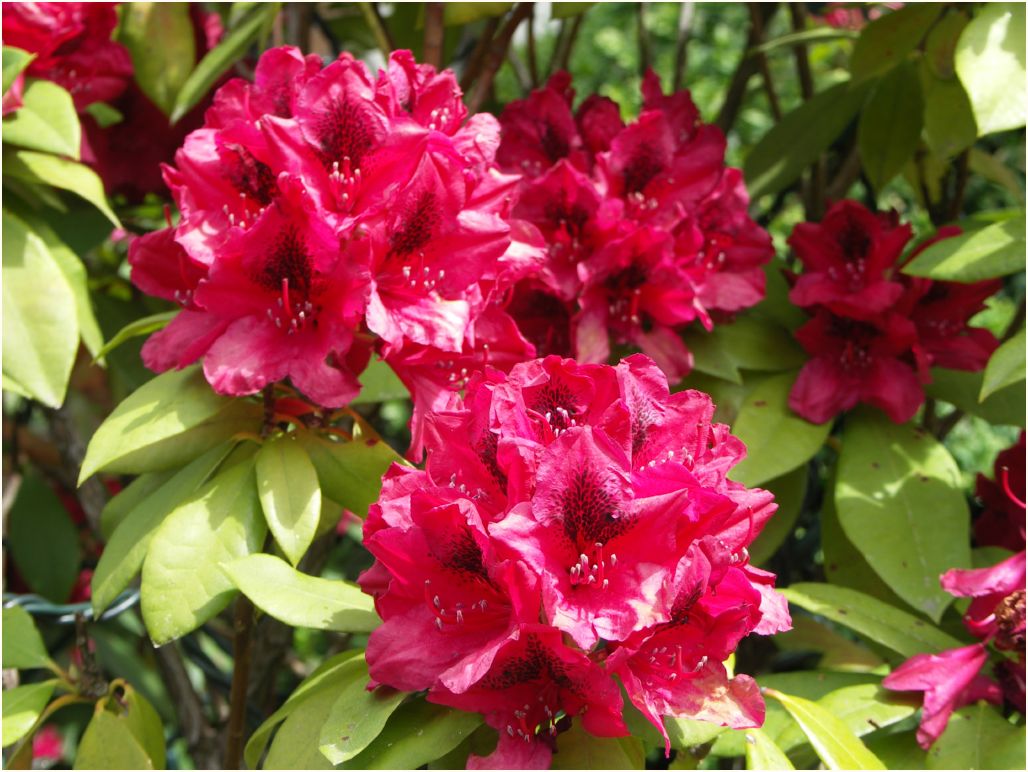 alaska flowers