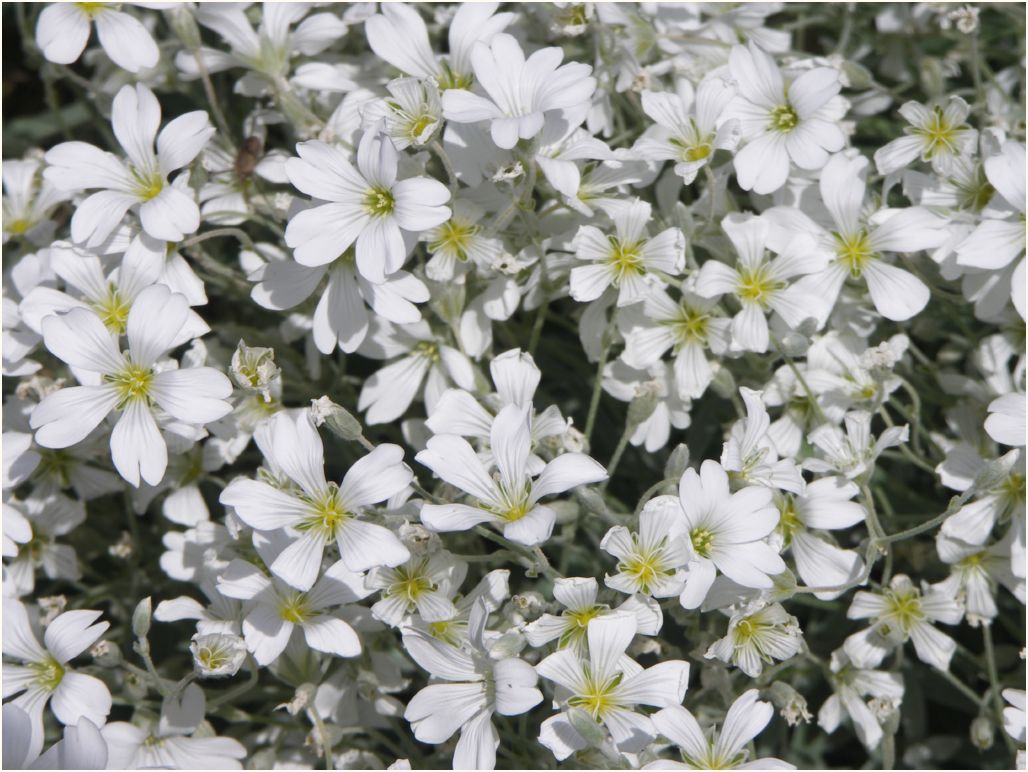 alaska flowers