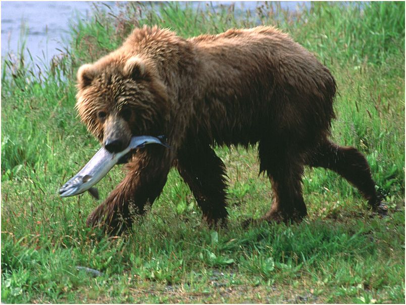 denali nat. park