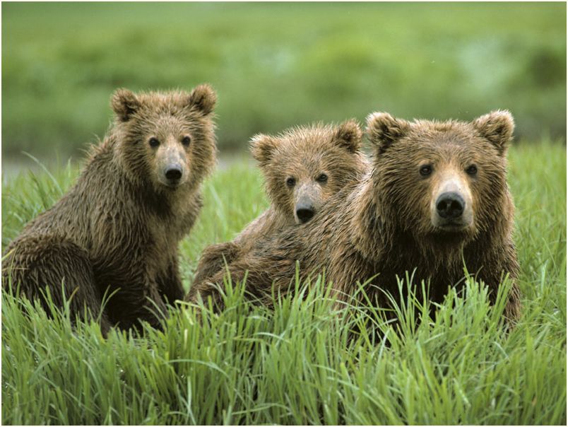 denali nat. park