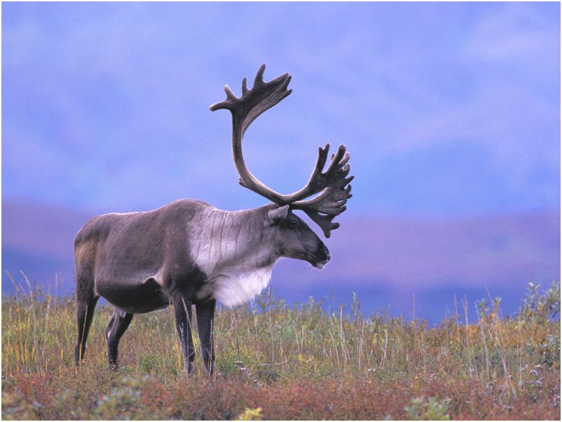 denali nat. park