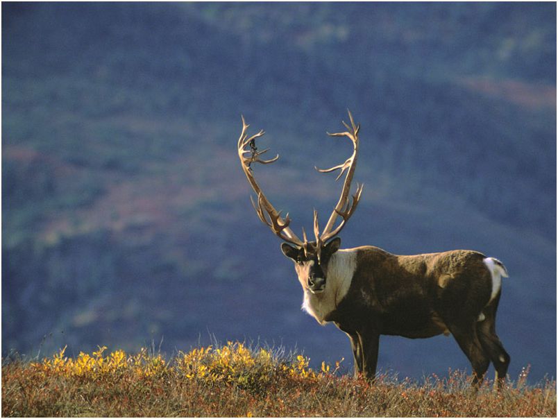 denali nat. park