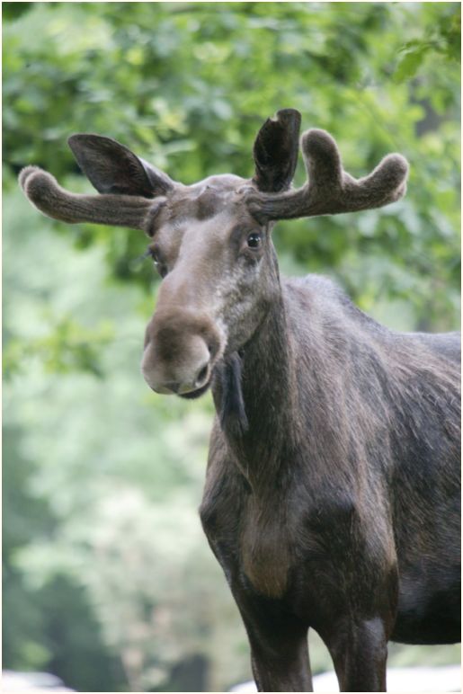 denali nat. park