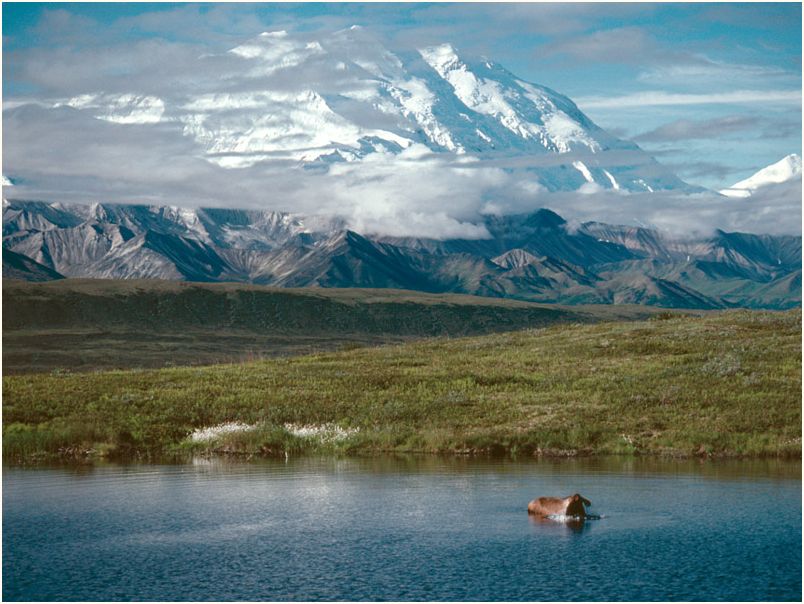 denali nat. park