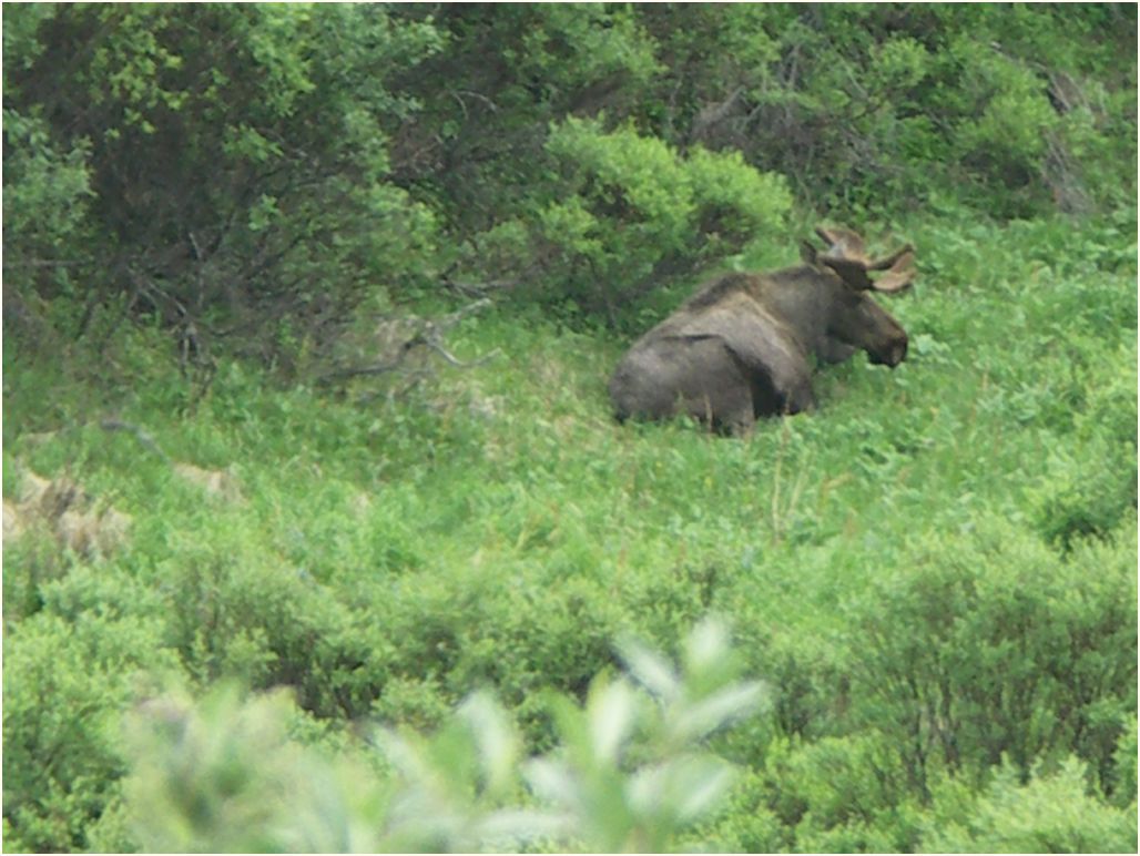 denali nat. park