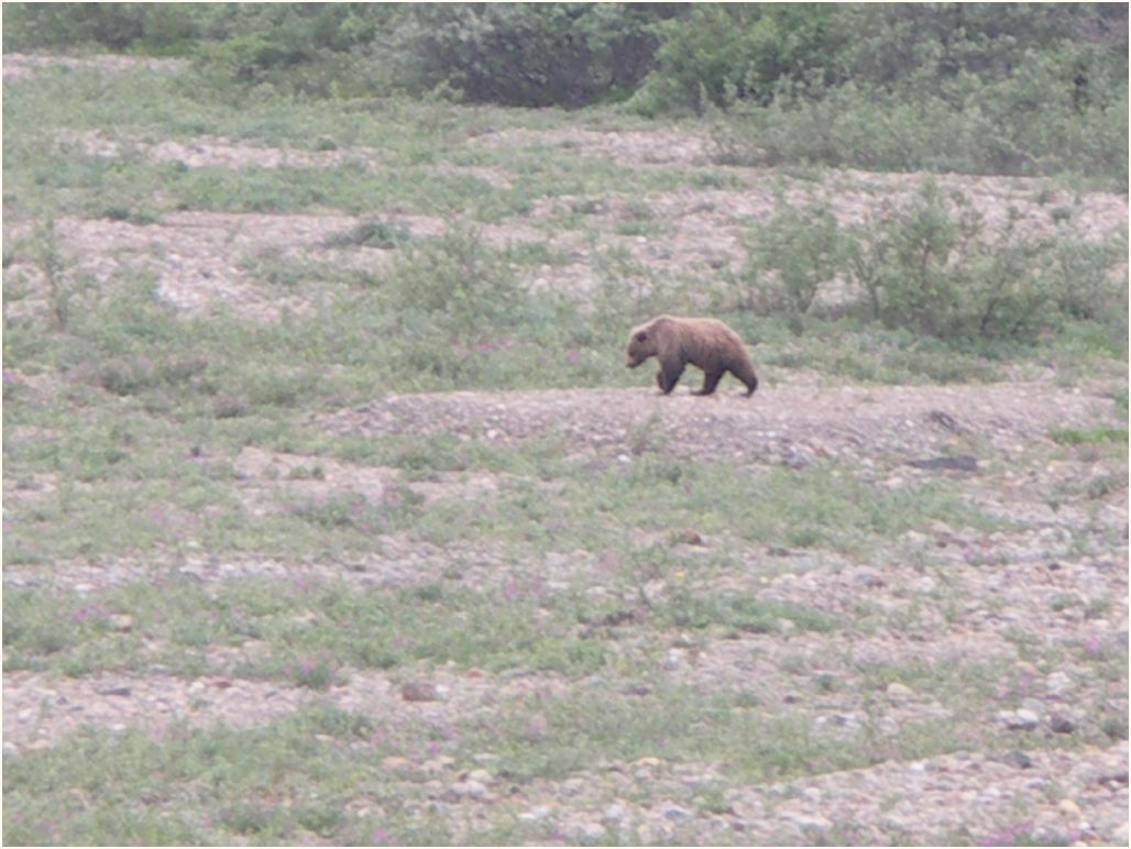 denali nat. park