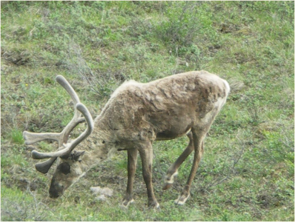 denali nat. park