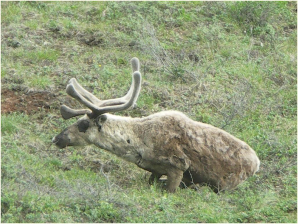 denali nat. park