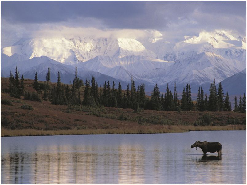 denali nat. park