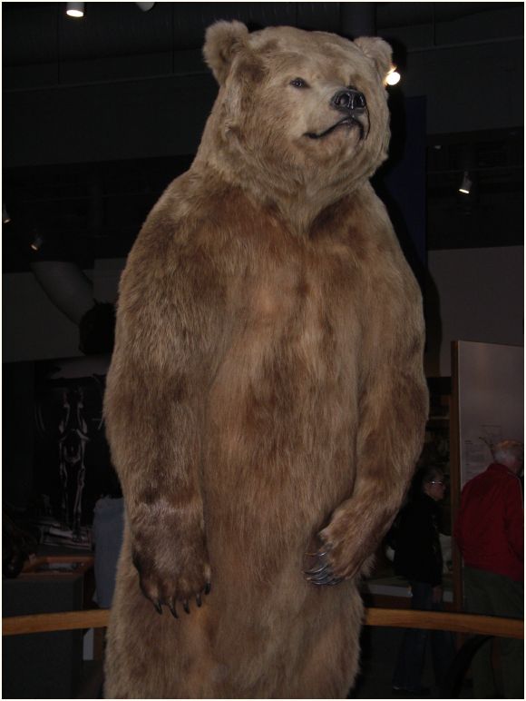fairbanks museum