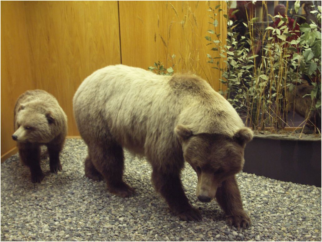 fairbanks museum
