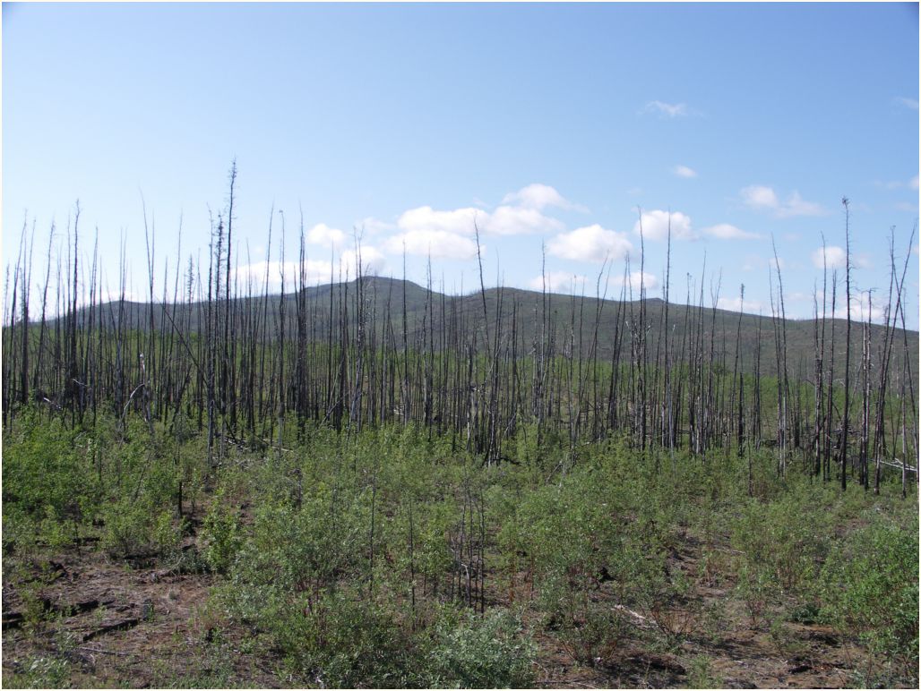 burnd forest