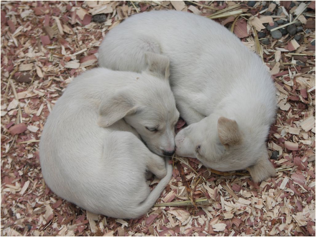 iditarod