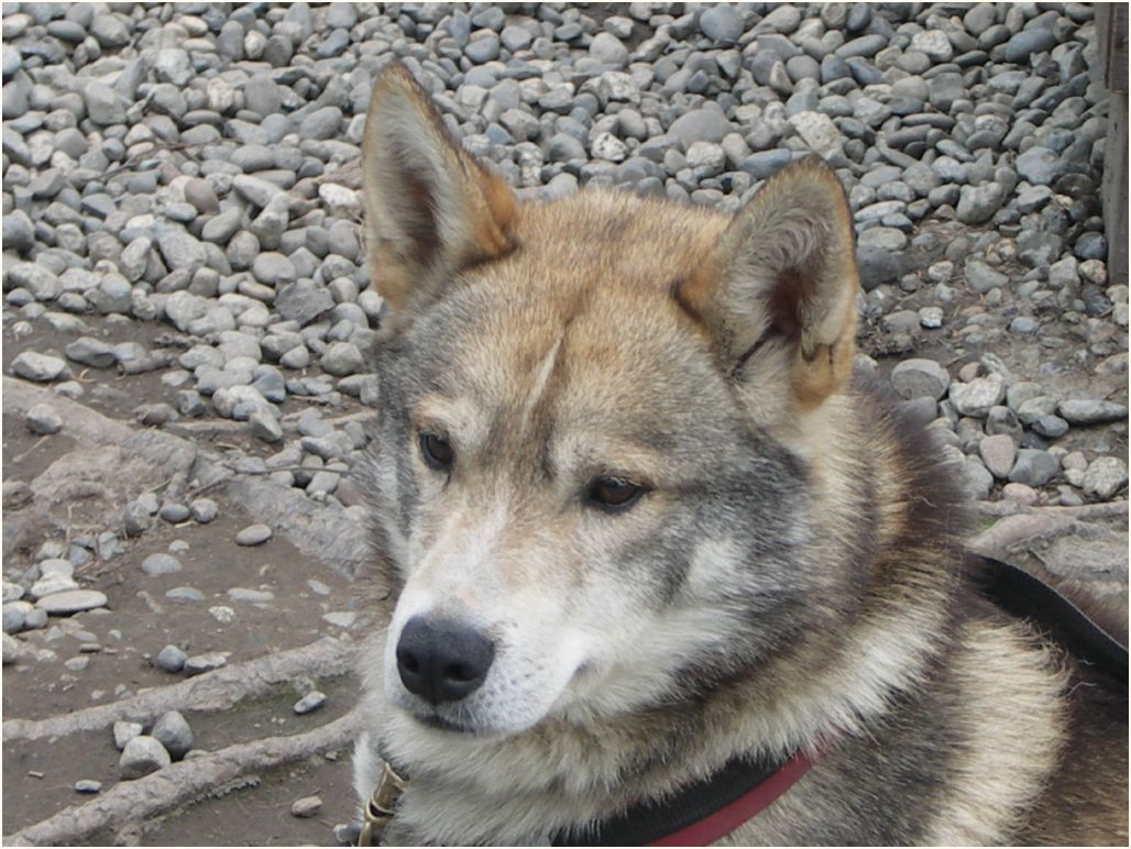 iditarod