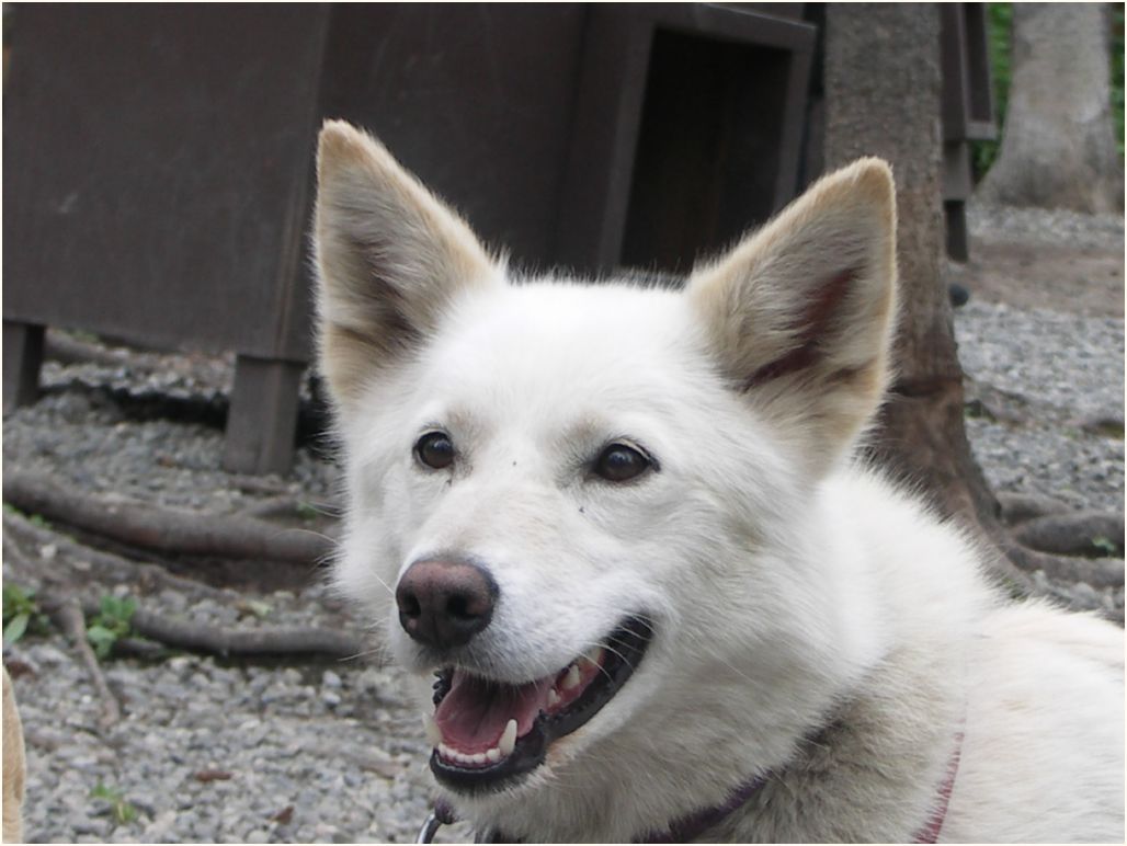 iditarod