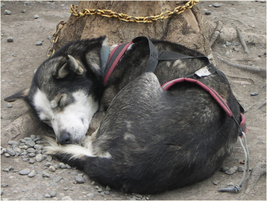 iditarod