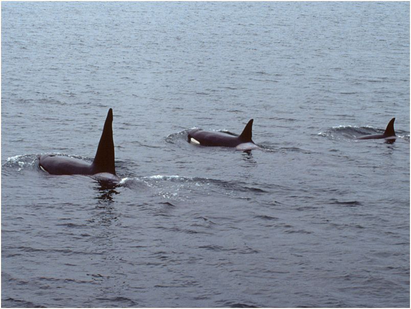 inside passage