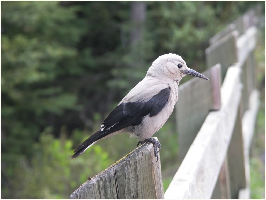 lac-louise gray jay