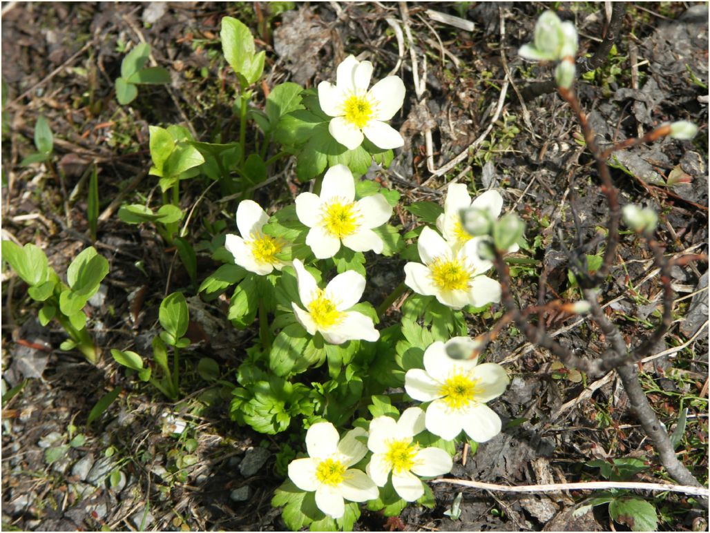 peyton-glacier anemone