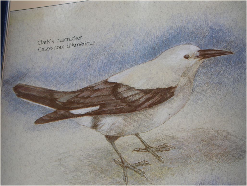 peyton-glacier gray jay