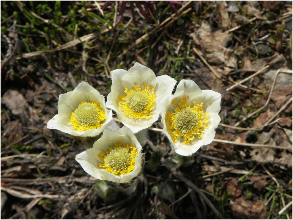 peyton-glacier anemone