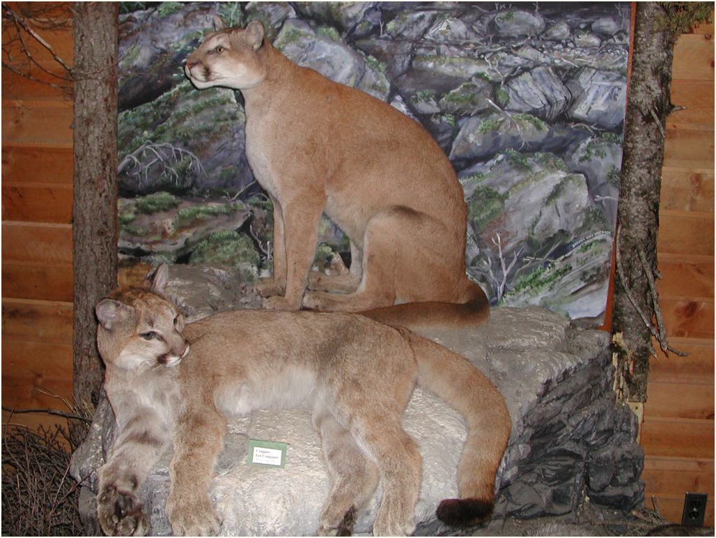 robson-visitor-center
