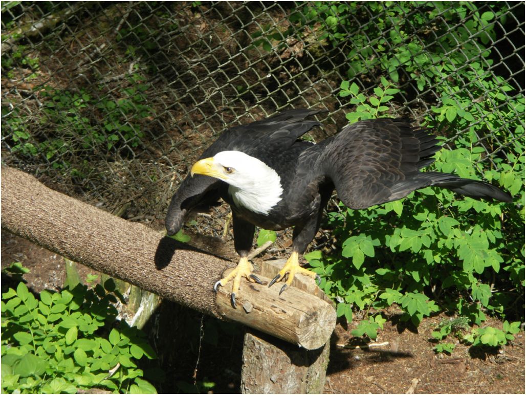 sitka eagle