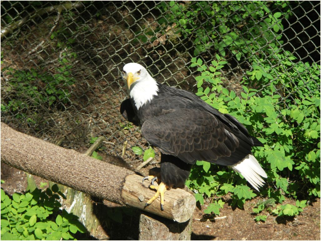 sitka eagle