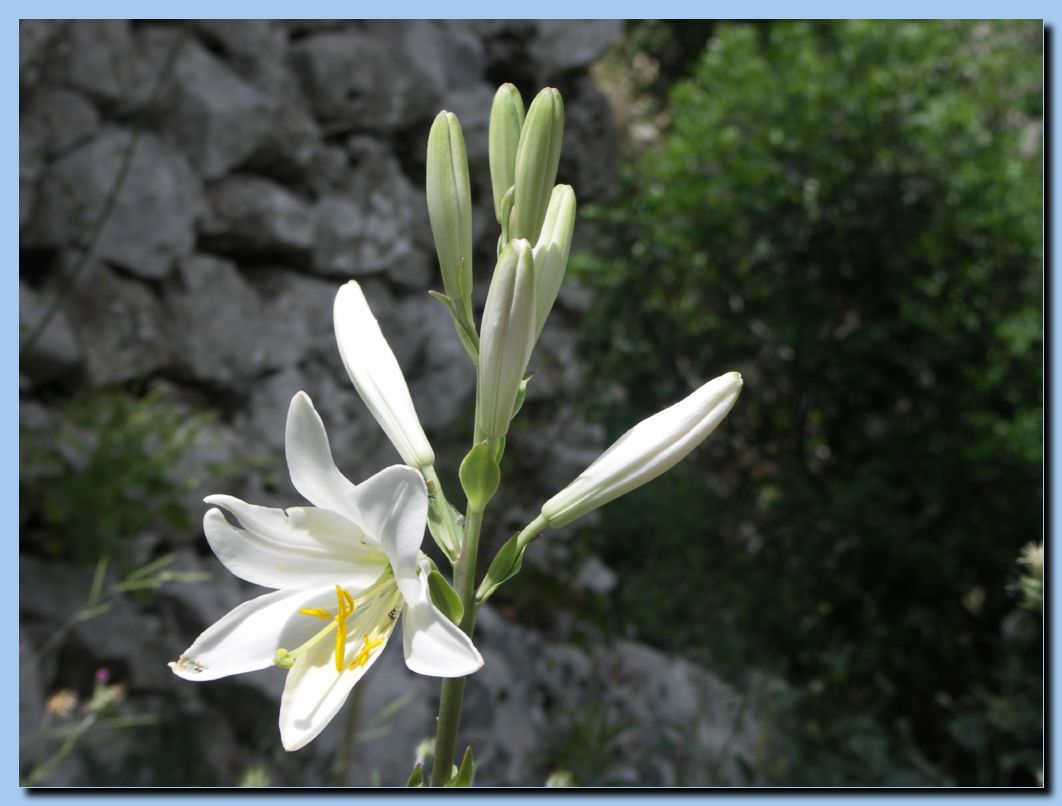 <b>Mljet</b>