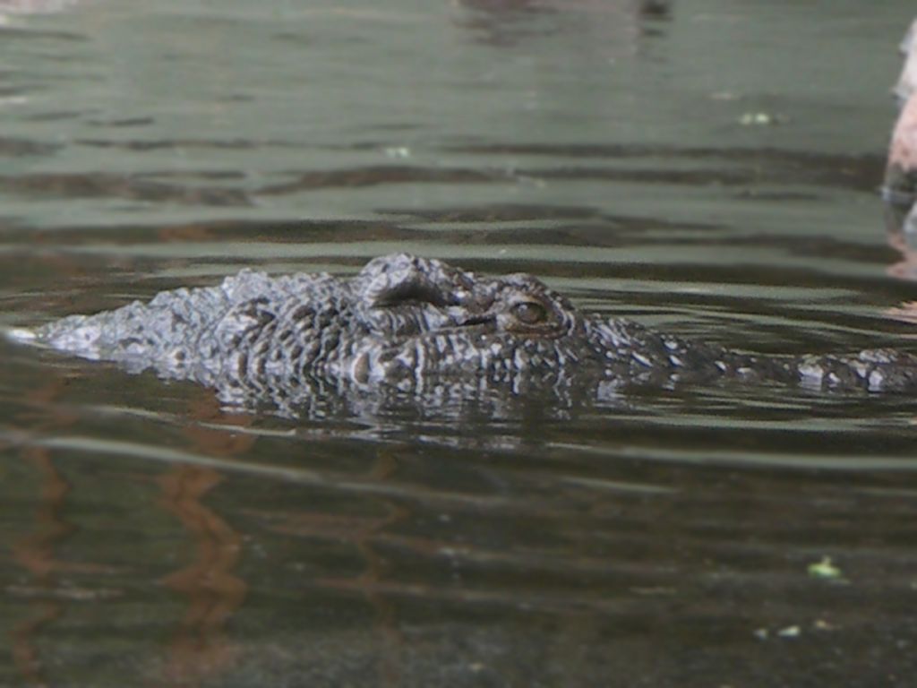 Crocodile