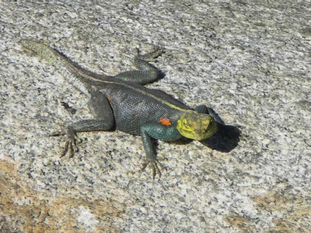 lezard