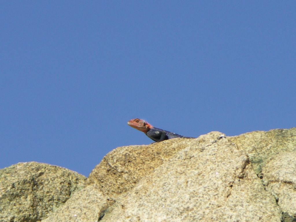 lezard
