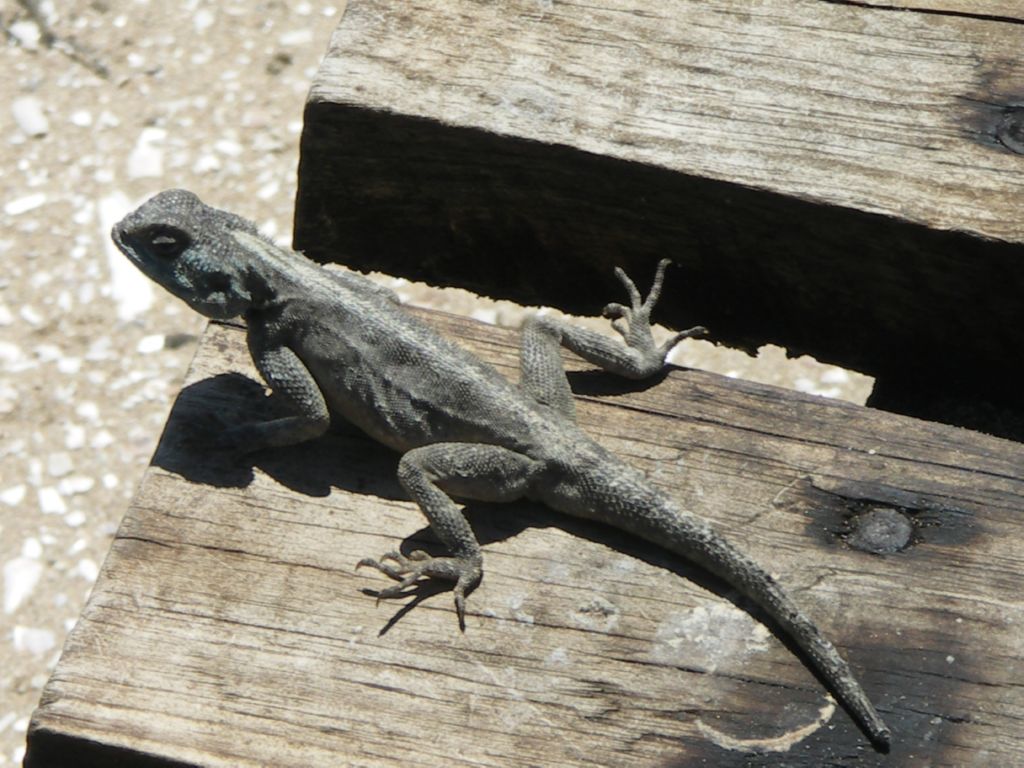 lezard