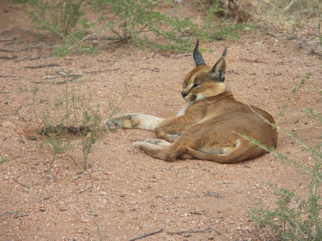 cerval