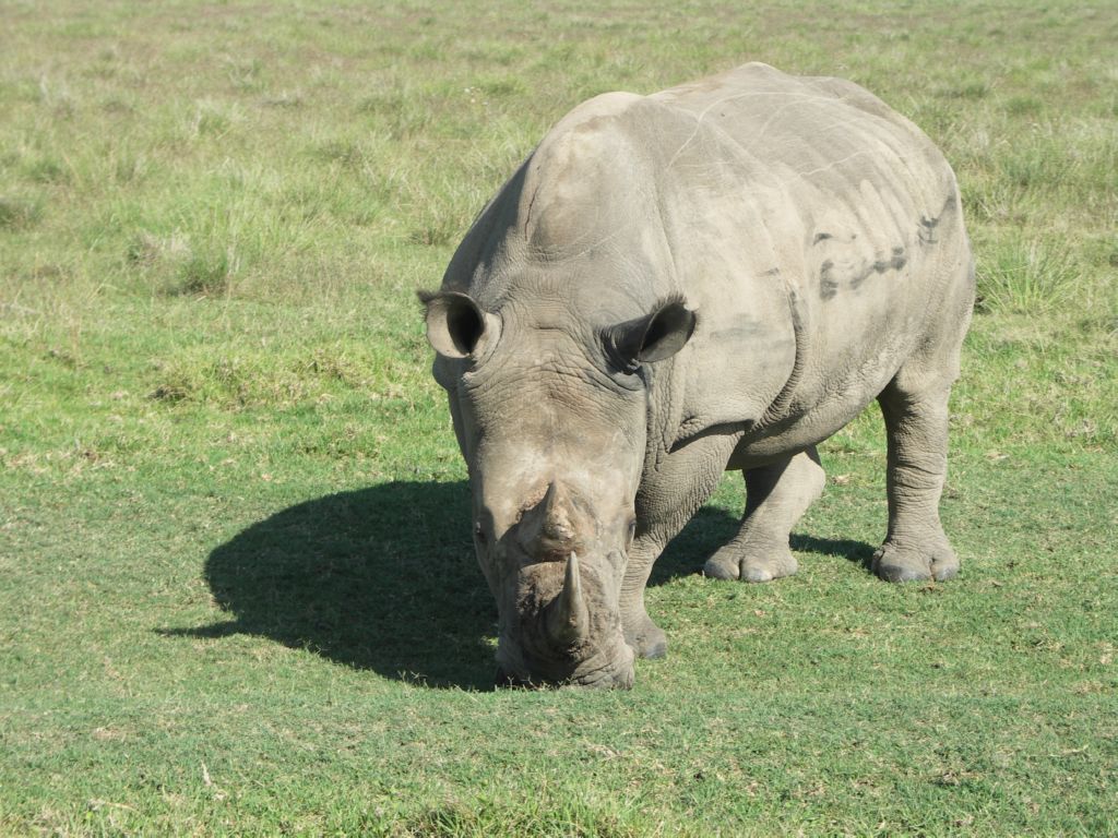 breitmaulnashorn
