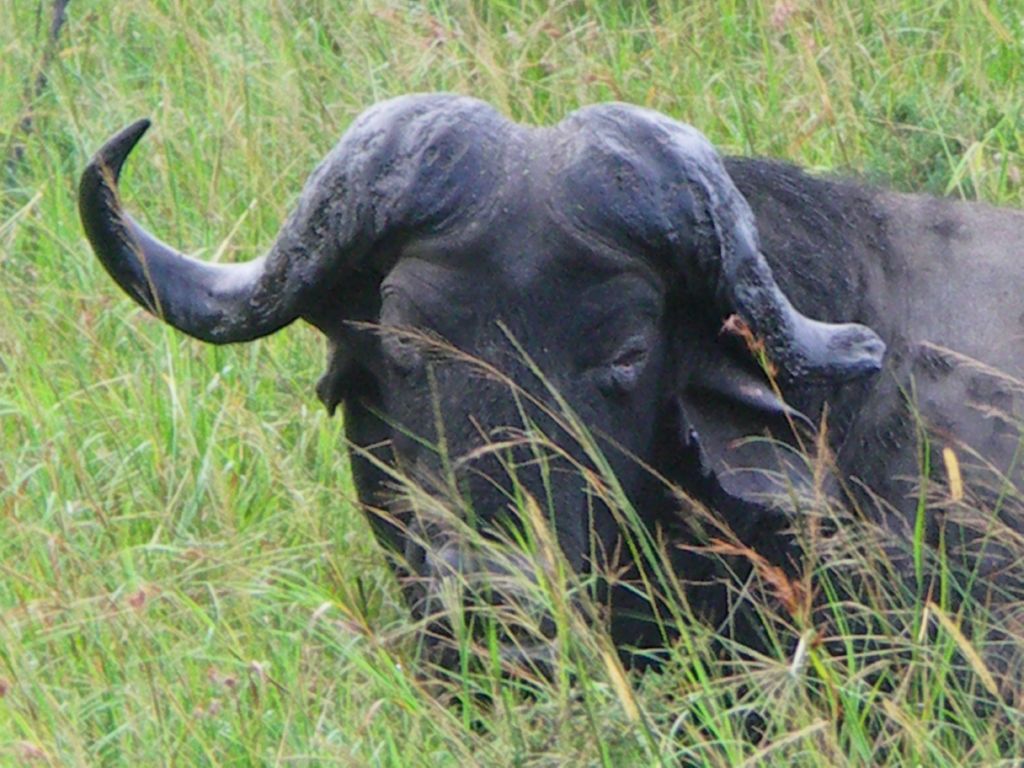 buffalo