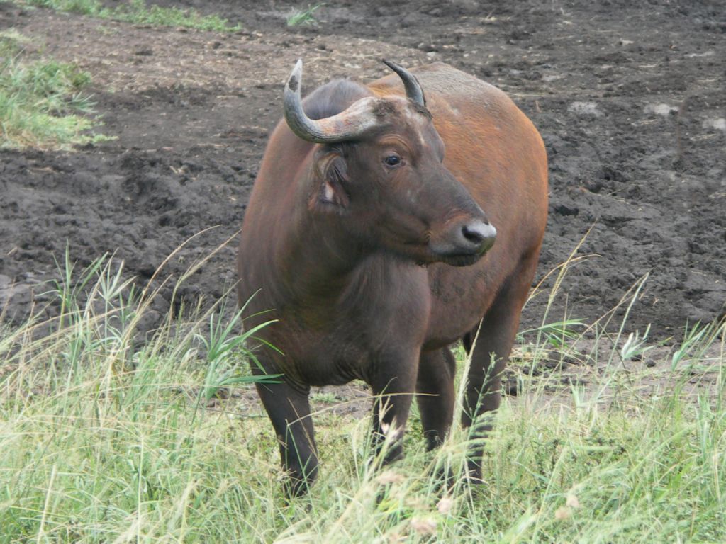 buffle