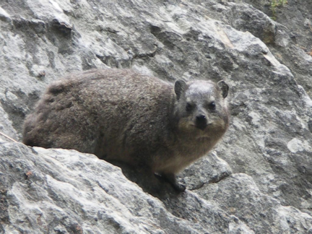 dassie