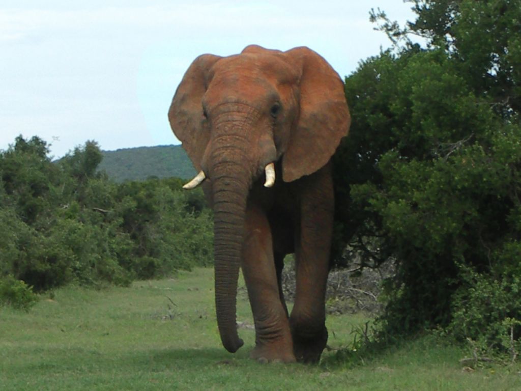 elefant