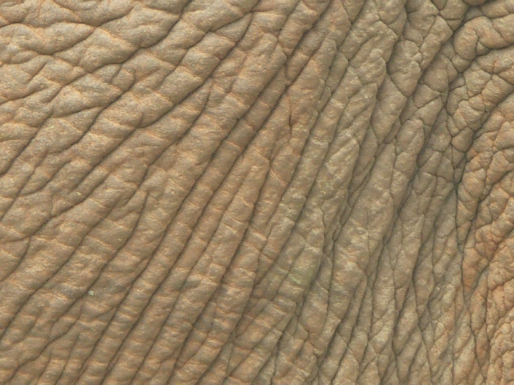 elefant
