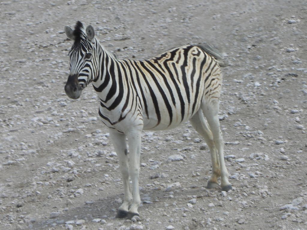 etosha zebra