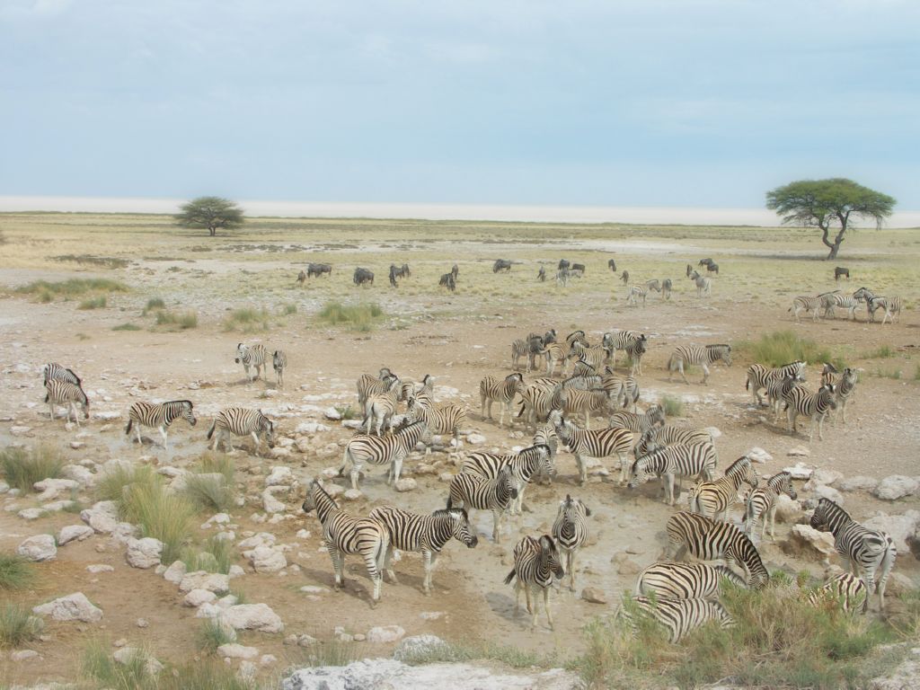 etosha