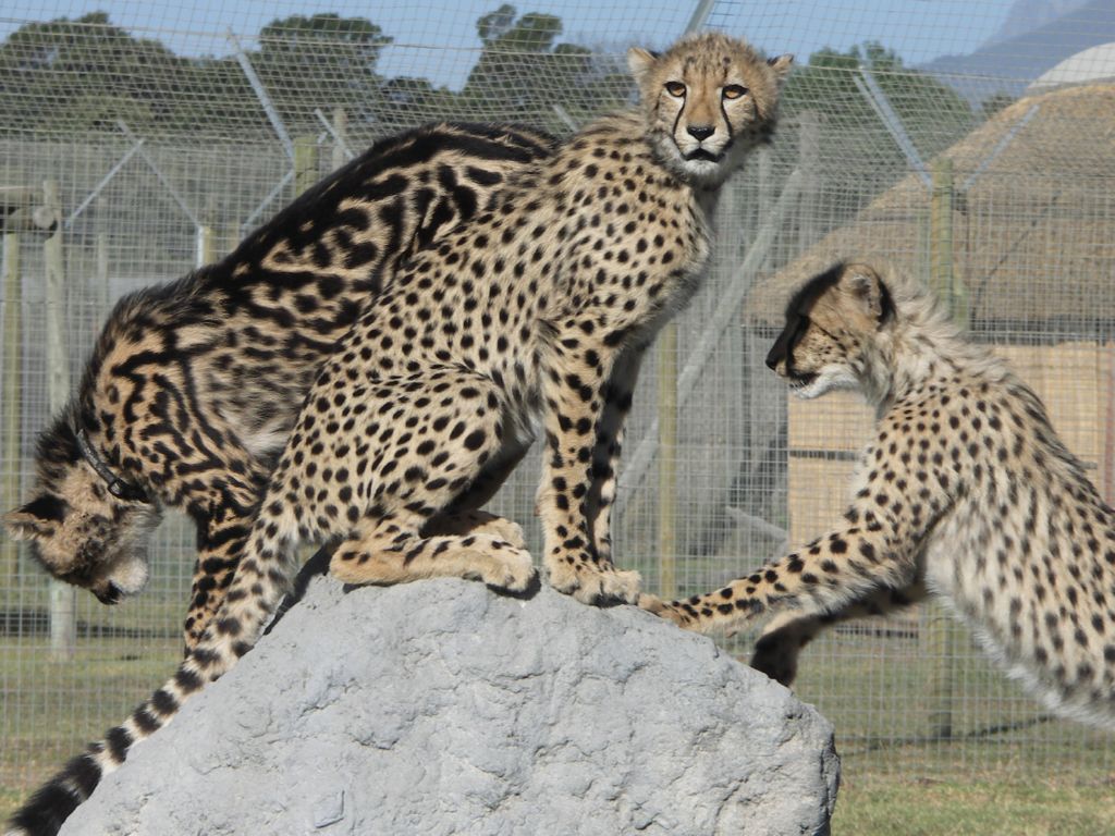 guepard