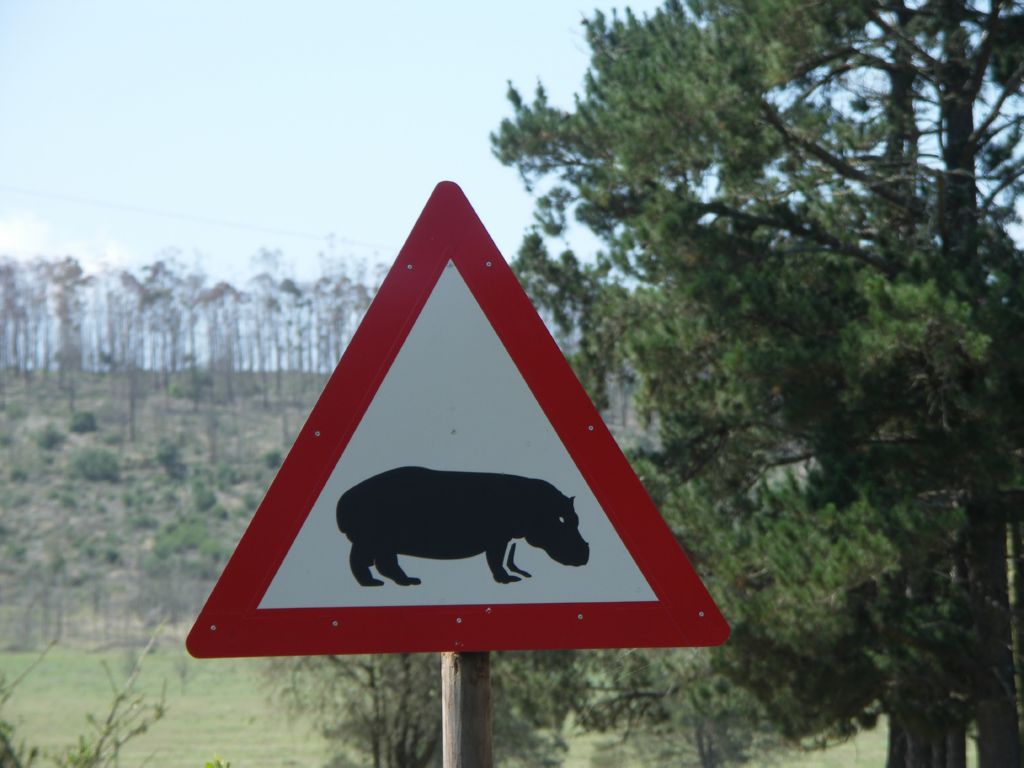 hippopotame