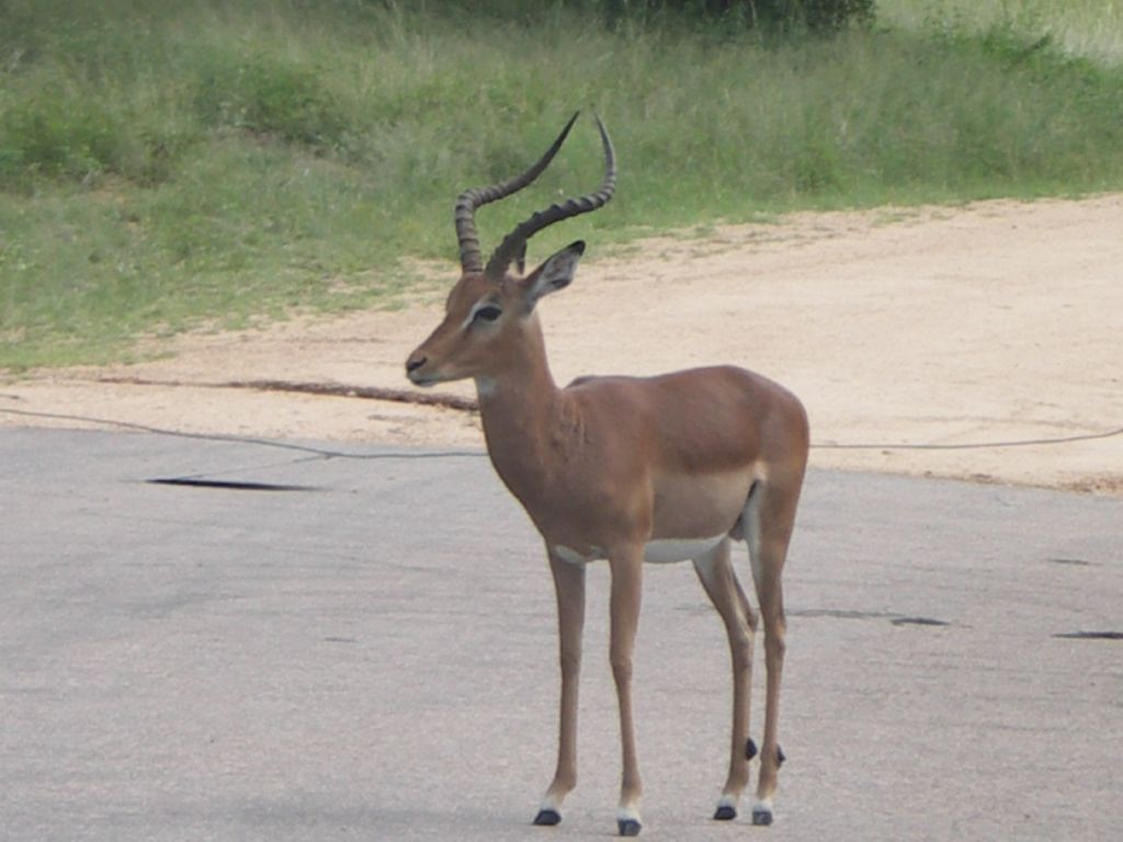 impala